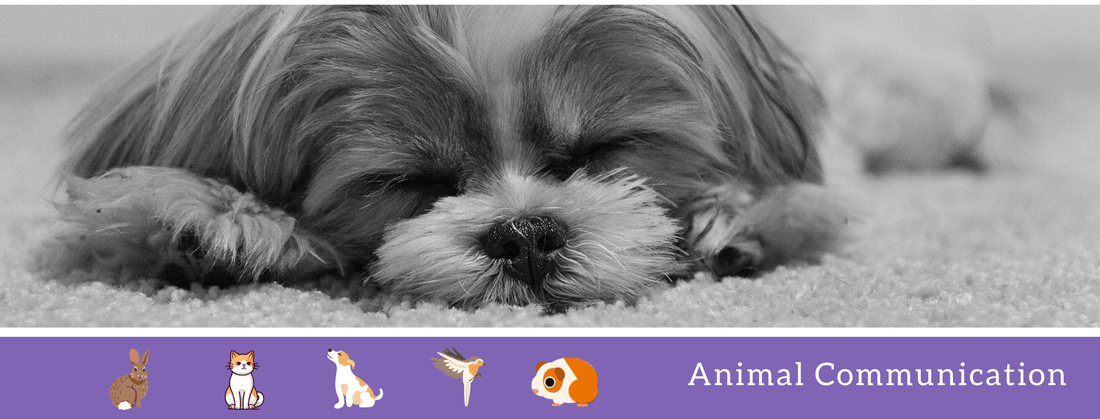 Connecting with Our Furry Friends in the Spirit World